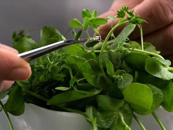 A chef carefully selects an herb garnish for a plant-based dessert